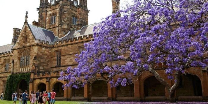 Avustralya'da Üniversite okumak
